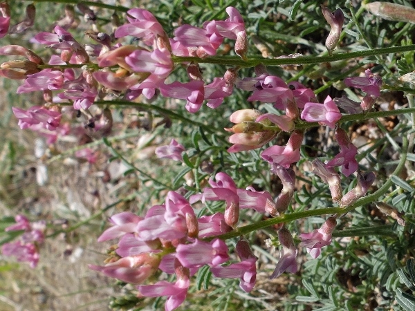 Astragalus flexuosus var. greenei